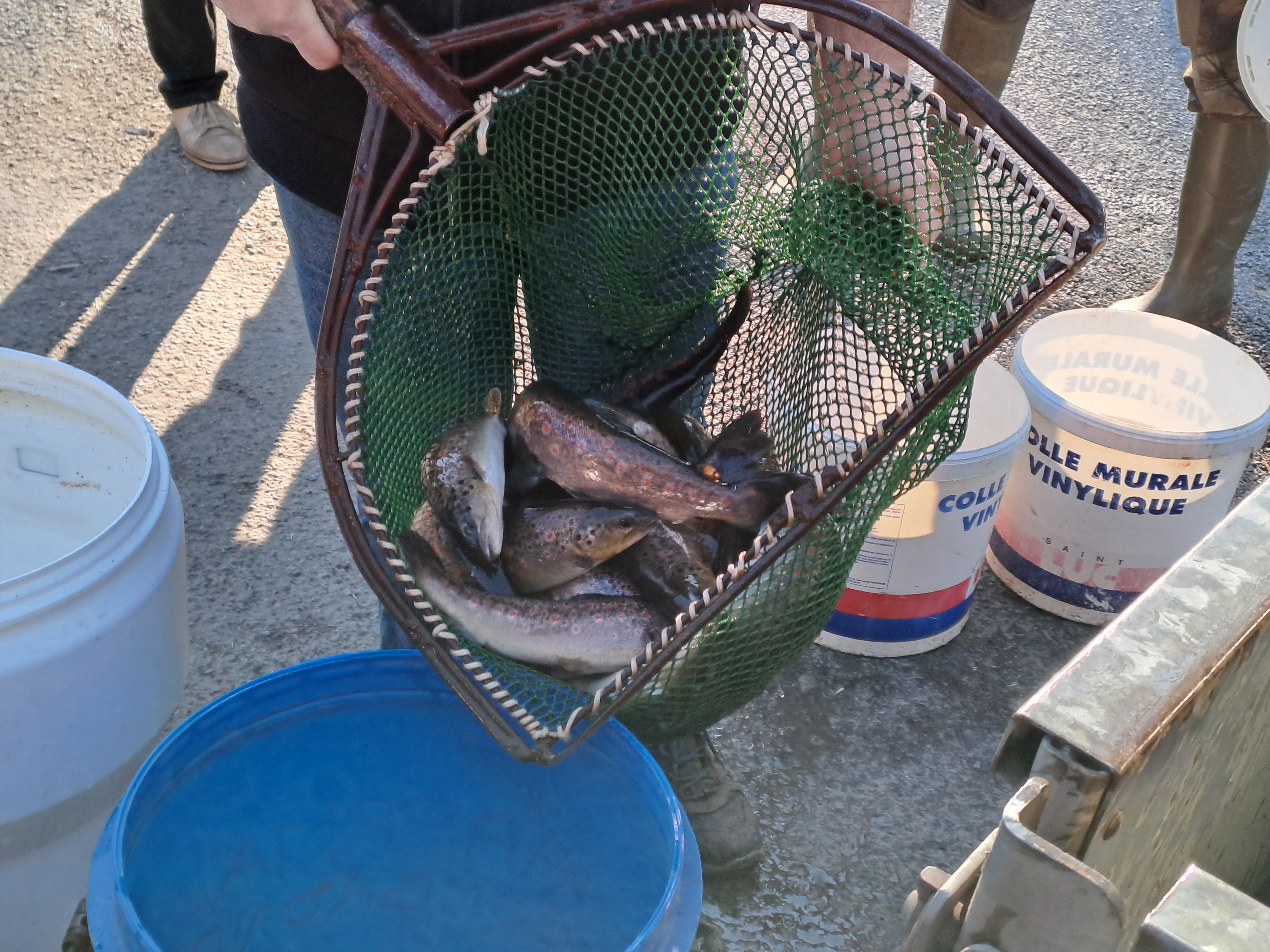 Aperçu image du post 5 mars 2025 : Lâcher de truites fario dans la Morge pour l'ouverture